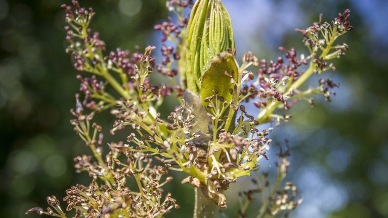 Focus on ash bud with blue sky behind.
